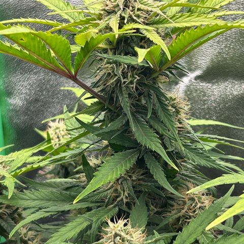 Solomatic CBD growlog timeline photo