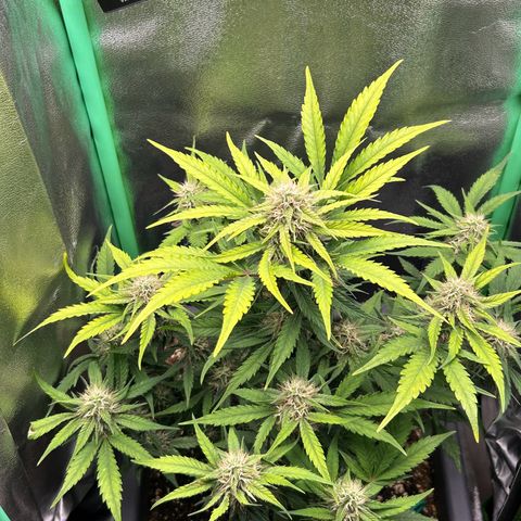 Solomatic CBD growlog timeline photo