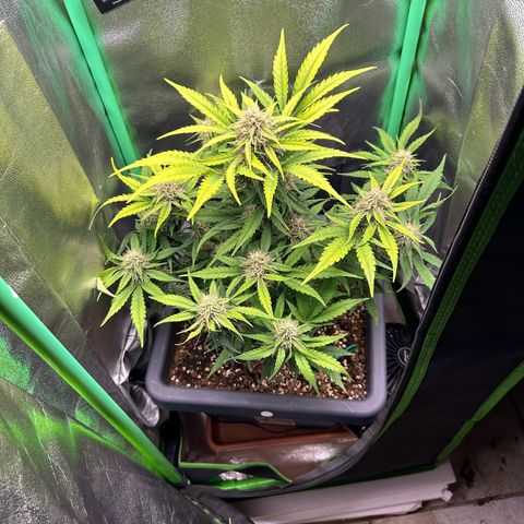 Solomatic CBD growlog timeline photo