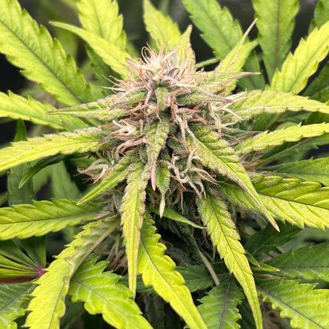 Solomatic CBD growlog timeline photo