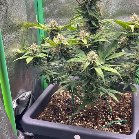 Solomatic CBD growlog timeline photo