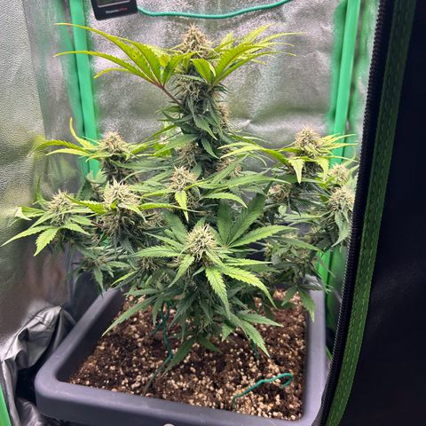 Solomatic CBD growlog timeline photo
