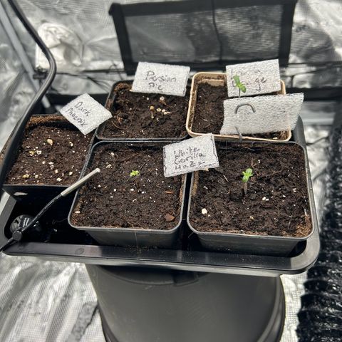 Dark Phoenix growlog timeline photo