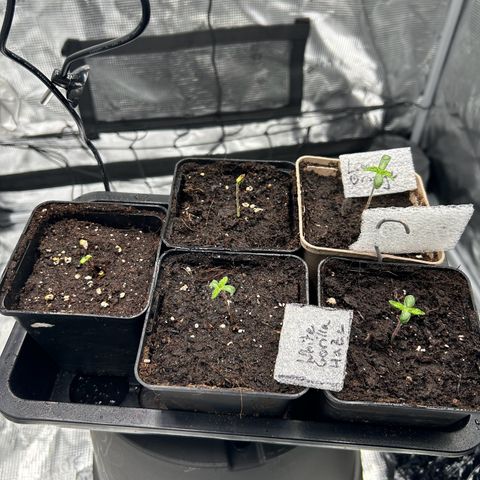 Persian Pie growlog timeline photo