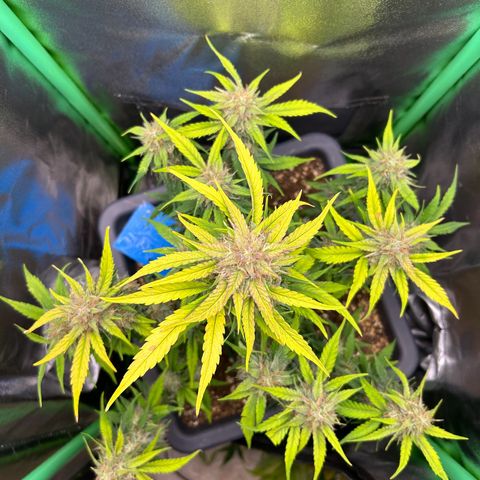 Solomatic CBD growlog timeline photo