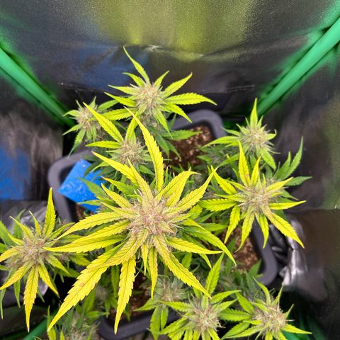 Solomatic CBD growlog timeline photo