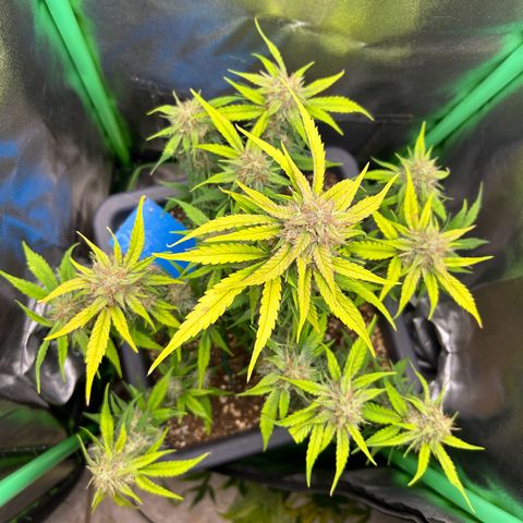 Solomatic CBD growlog timeline photo