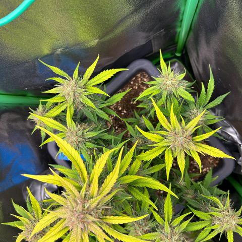 Solomatic CBD growlog timeline photo