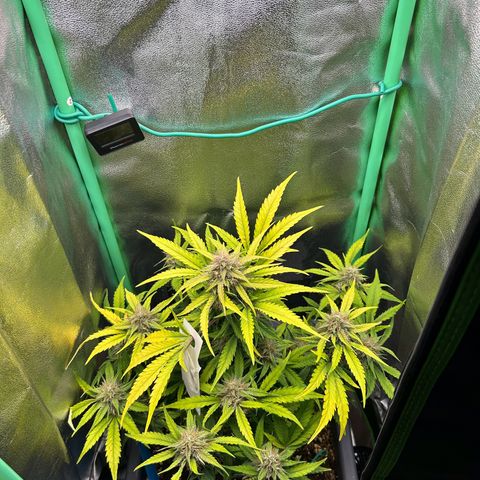 Solomatic CBD growlog timeline photo
