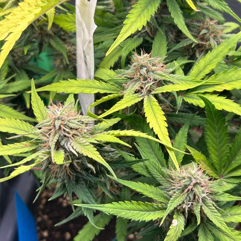 Solomatic CBD growlog timeline photo