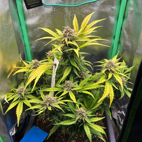 Solomatic CBD growlog timeline photo