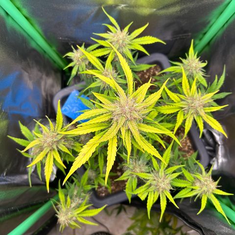 Solomatic CBD growlog timeline photo