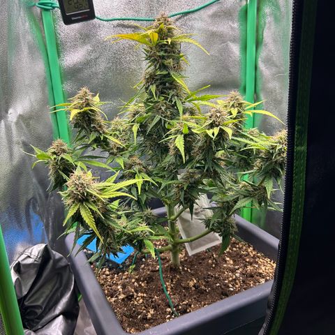 Solomatic CBD growlog timeline photo