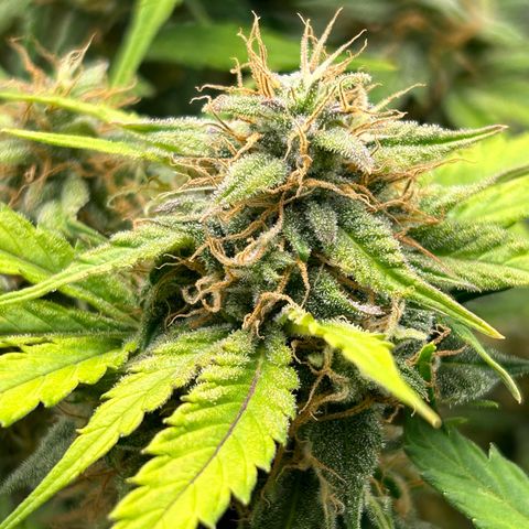Solomatic CBD growlog timeline photo