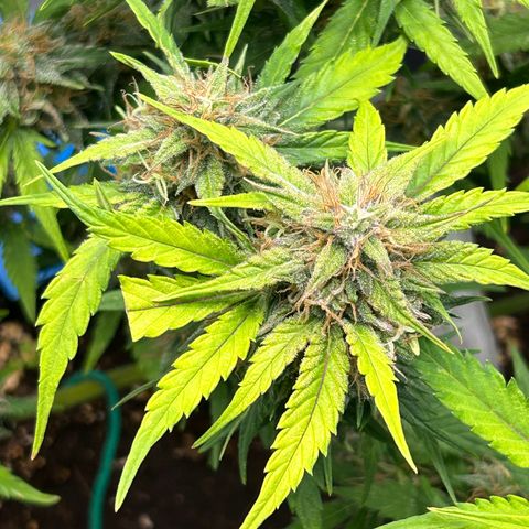 Solomatic CBD growlog timeline photo