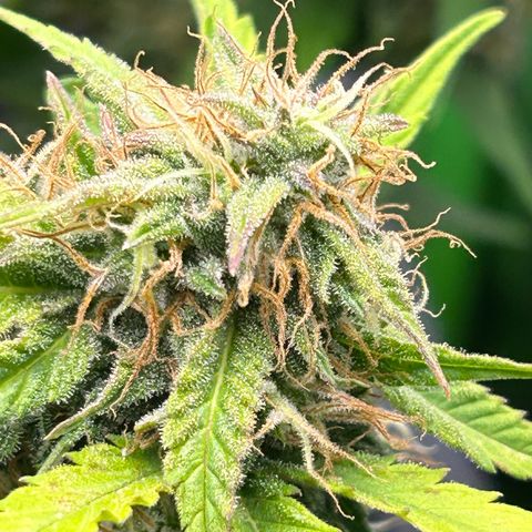 Solomatic CBD growlog timeline photo