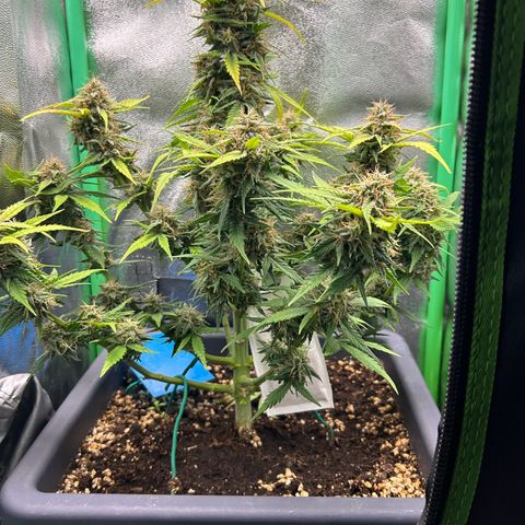 Solomatic CBD growlog timeline photo