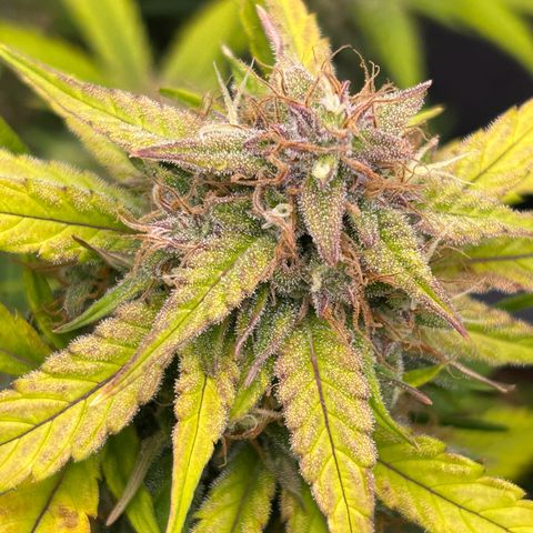 Solomatic CBD growlog timeline photo