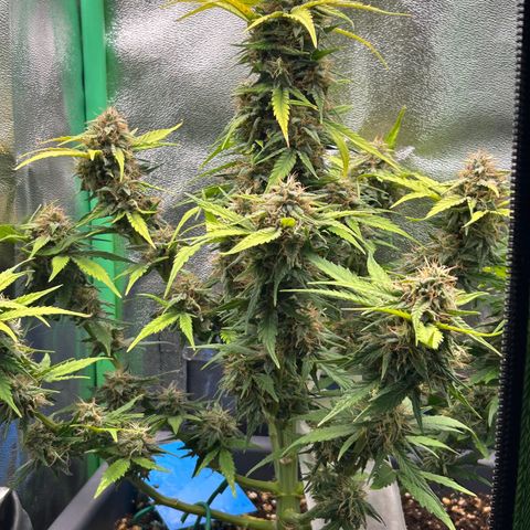 Solomatic CBD growlog timeline photo