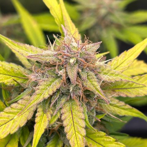 Solomatic CBD growlog timeline photo