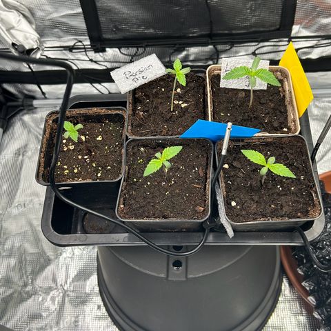 White Gorilla Haze #2 growlog timeline photo