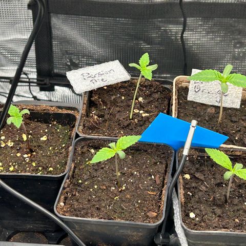 Lemon Orange 🍊 Super Lemon Haze x Clementine growlog timeline photo