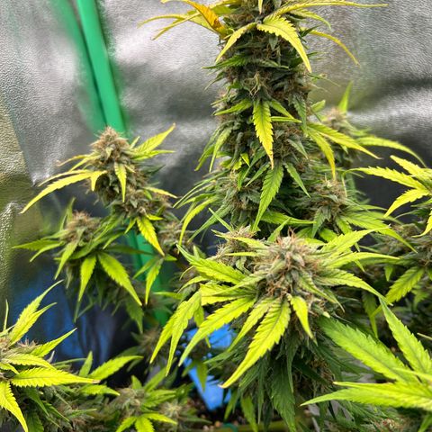 Solomatic CBD growlog timeline photo