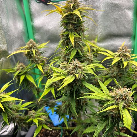 Solomatic CBD growlog timeline photo