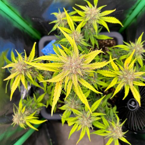 Solomatic CBD growlog timeline photo
