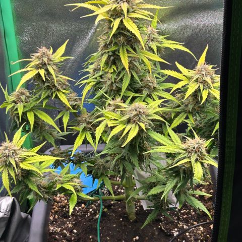 Solomatic CBD growlog timeline photo