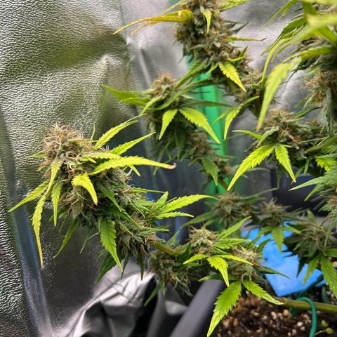 Solomatic CBD growlog timeline photo
