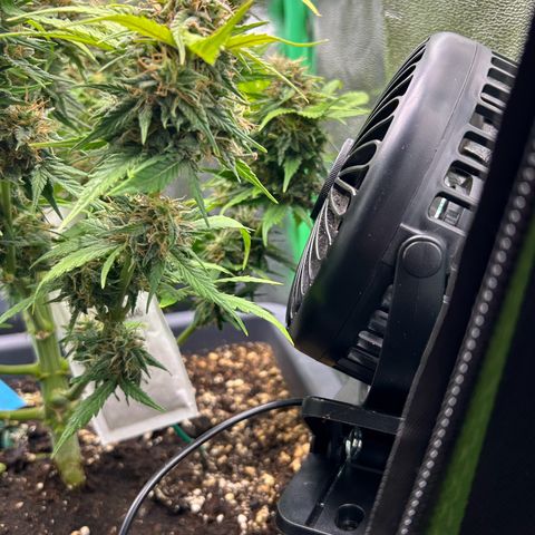 Solomatic CBD growlog timeline photo