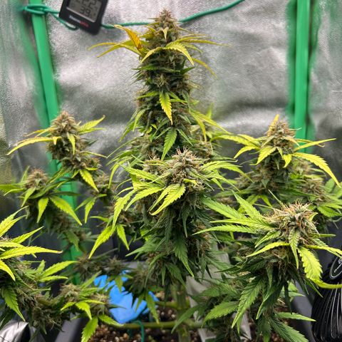 Solomatic CBD growlog timeline photo