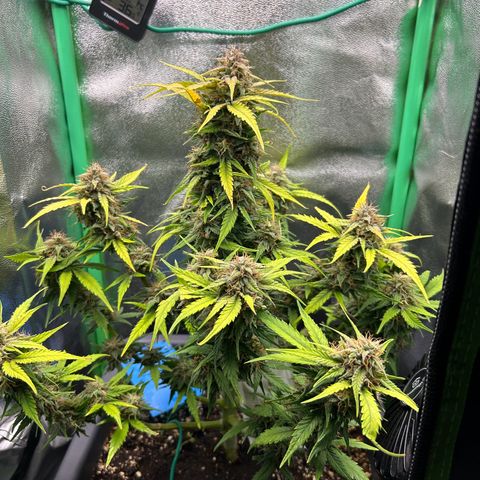 Solomatic CBD growlog timeline photo