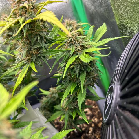 Solomatic CBD growlog timeline photo