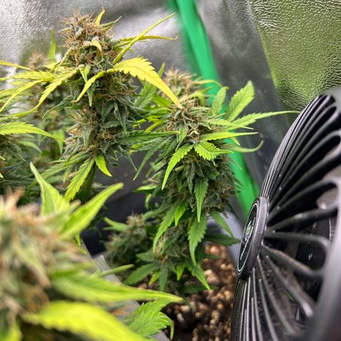 Solomatic CBD growlog timeline photo