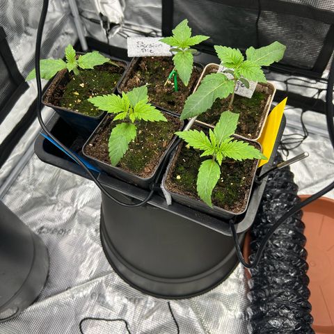 Persian Pie growlog timeline photo
