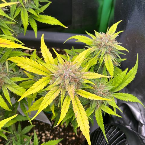 Solomatic CBD growlog timeline photo
