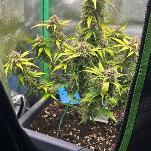 Solomatic CBD growlog timeline photo
