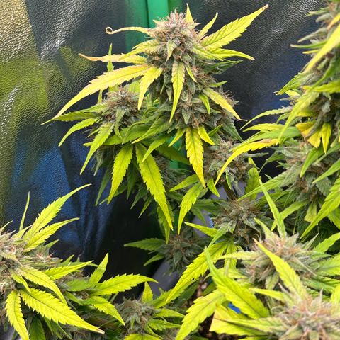 Solomatic CBD growlog timeline photo
