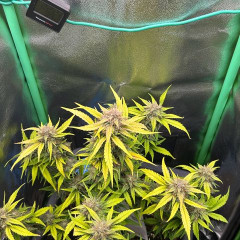 Solomatic CBD growlog timeline photo