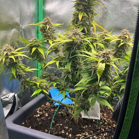 Solomatic CBD growlog timeline photo
