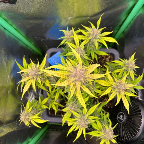 Solomatic CBD growlog timeline photo