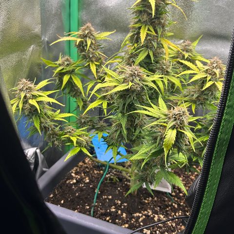 Solomatic CBD growlog timeline photo