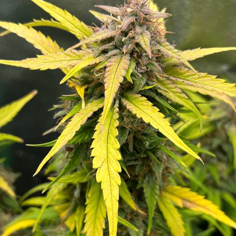 Solomatic CBD growlog timeline photo