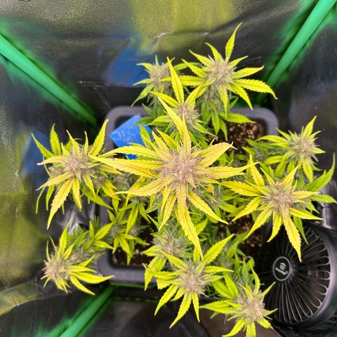 Solomatic CBD growlog timeline photo