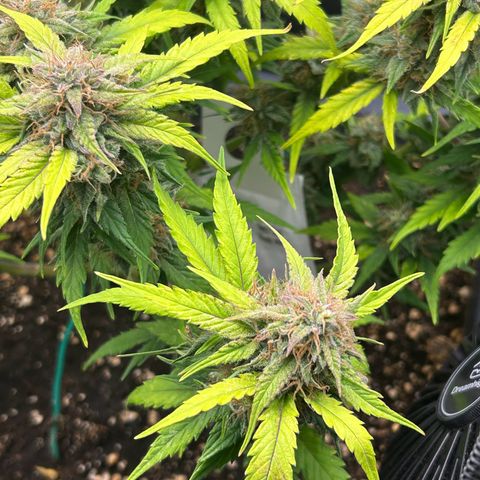 Solomatic CBD growlog timeline photo