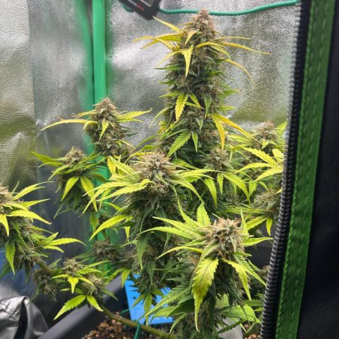 Solomatic CBD growlog timeline photo