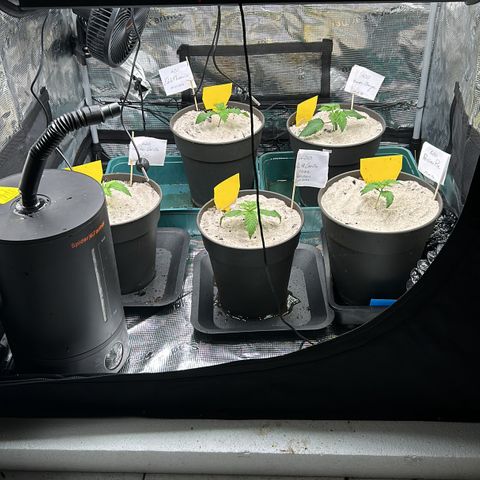 White Gorilla Haze #2 growlog timeline photo