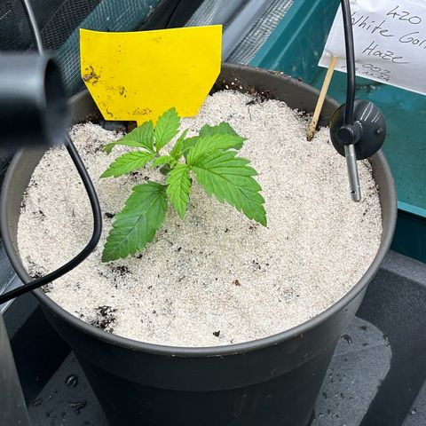 White Gorilla Haze #2 growlog timeline photo